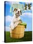 Bulldog Puppy in Laundry Basket-Lew Robertson-Stretched Canvas