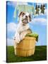 Bulldog Puppy in Laundry Basket-Lew Robertson-Stretched Canvas