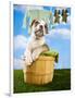 Bulldog Puppy in Laundry Basket-Lew Robertson-Framed Photographic Print