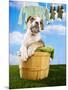 Bulldog Puppy in Laundry Basket-Lew Robertson-Mounted Photographic Print
