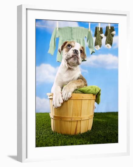 Bulldog Puppy in Laundry Basket-Lew Robertson-Framed Photographic Print