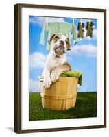 Bulldog Puppy in Laundry Basket-Lew Robertson-Framed Photographic Print