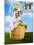 Bulldog Puppy in Laundry Basket-Lew Robertson-Mounted Photographic Print