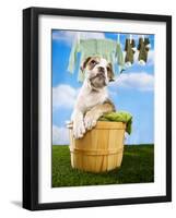 Bulldog Puppy in Laundry Basket-Lew Robertson-Framed Photographic Print