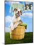 Bulldog Puppy in Laundry Basket-Lew Robertson-Mounted Photographic Print