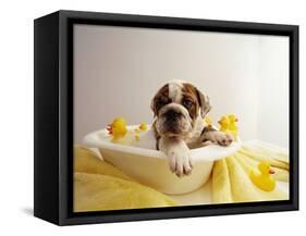 Bulldog Puppy in Miniature Bathtub-Larry Williams-Framed Stretched Canvas