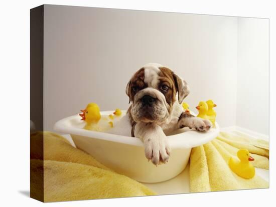 Bulldog Puppy in Miniature Bathtub-Larry Williams-Stretched Canvas