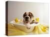 Bulldog Puppy in Miniature Bathtub-Larry Williams-Stretched Canvas