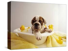 Bulldog Puppy in Miniature Bathtub-Larry Williams-Stretched Canvas