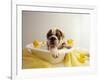 Bulldog Puppy in Miniature Bathtub-Larry Williams-Framed Photographic Print