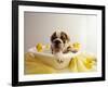 Bulldog Puppy in Miniature Bathtub-Larry Williams-Framed Photographic Print