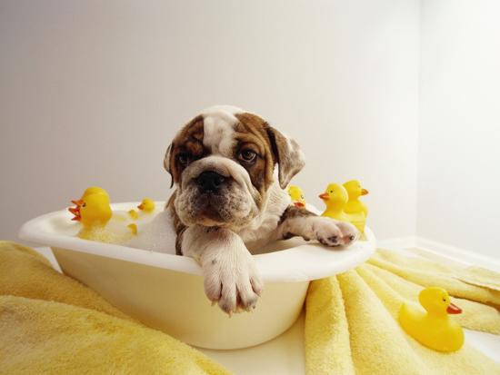 Bulldog Puppy In Miniature Bathtub, Puppy In Bathtub