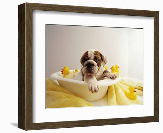 Bulldog Puppy in Miniature Bathtub-Larry Williams-Framed Photographic Print