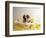 Bulldog Puppy in Miniature Bathtub-Larry Williams-Framed Photographic Print