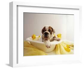 Bulldog Puppy in Miniature Bathtub-Larry Williams-Framed Photographic Print