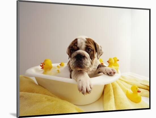 Bulldog Puppy in Miniature Bathtub-Larry Williams-Mounted Photographic Print