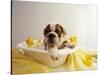 Bulldog Puppy in Miniature Bathtub-Larry Williams-Stretched Canvas