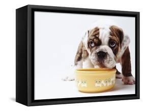Bulldog Puppy Looking Up From His Bowl-Larry Williams-Framed Stretched Canvas