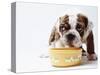 Bulldog Puppy Looking Up From His Bowl-Larry Williams-Stretched Canvas