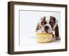 Bulldog Puppy Looking Up From His Bowl-Larry Williams-Framed Photographic Print