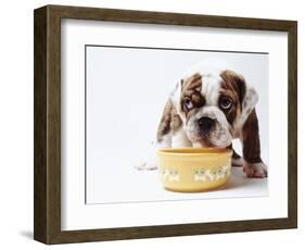 Bulldog Puppy Looking Up From His Bowl-Larry Williams-Framed Photographic Print