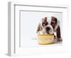 Bulldog Puppy Looking Up From His Bowl-Larry Williams-Framed Photographic Print