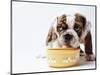 Bulldog Puppy Looking Up From His Bowl-Larry Williams-Mounted Photographic Print