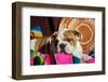 Bulldog Puppy Lying on Blanket-Zandria Muench Beraldo-Framed Photographic Print