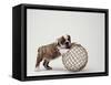 Bulldog Puppy Playing with Metal Sphere-Larry Williams-Framed Stretched Canvas