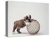 Bulldog Puppy Playing with Metal Sphere-Larry Williams-Stretched Canvas