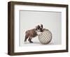 Bulldog Puppy Playing with Metal Sphere-Larry Williams-Framed Photographic Print