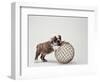 Bulldog Puppy Playing with Metal Sphere-Larry Williams-Framed Photographic Print