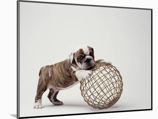 Bulldog Puppy Playing with Metal Sphere-Larry Williams-Mounted Photographic Print