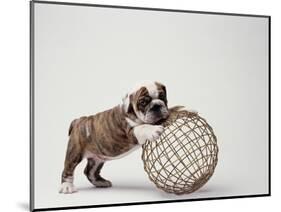 Bulldog Puppy Playing with Metal Sphere-Larry Williams-Mounted Photographic Print