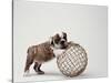 Bulldog Puppy Playing with Metal Sphere-Larry Williams-Stretched Canvas