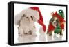 Bulldog Puppy Santa and Elf-Willee Cole-Framed Stretched Canvas