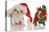 Bulldog Puppy Santa and Elf-Willee Cole-Stretched Canvas