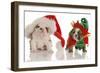 Bulldog Puppy Santa and Elf-Willee Cole-Framed Photographic Print