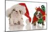 Bulldog Puppy Santa and Elf-Willee Cole-Mounted Photographic Print