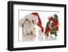 Bulldog Puppy Santa and Elf-Willee Cole-Framed Photographic Print