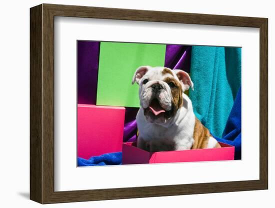 Bulldog Puppy Sitting in Colorful Box-Zandria Muench Beraldo-Framed Photographic Print