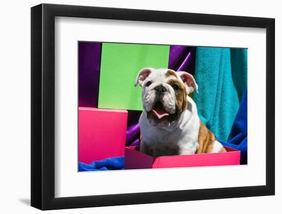 Bulldog Puppy Sitting in Colorful Box-Zandria Muench Beraldo-Framed Photographic Print