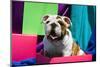 Bulldog Puppy Sitting in Colorful Box-Zandria Muench Beraldo-Mounted Photographic Print