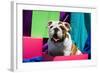 Bulldog Puppy Sitting in Colorful Box-Zandria Muench Beraldo-Framed Photographic Print