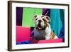 Bulldog Puppy Sitting in Colorful Box-Zandria Muench Beraldo-Framed Photographic Print