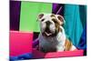 Bulldog Puppy Sitting in Colorful Box-Zandria Muench Beraldo-Mounted Photographic Print