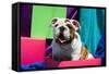 Bulldog Puppy Sitting in Colorful Box-Zandria Muench Beraldo-Framed Stretched Canvas