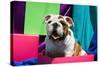 Bulldog Puppy Sitting in Colorful Box-Zandria Muench Beraldo-Stretched Canvas