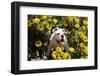 Bulldog Puppy Sitting in Springtime Flowers-Zandria Muench Beraldo-Framed Photographic Print