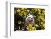 Bulldog Puppy Sitting in Springtime Flowers-Zandria Muench Beraldo-Framed Photographic Print